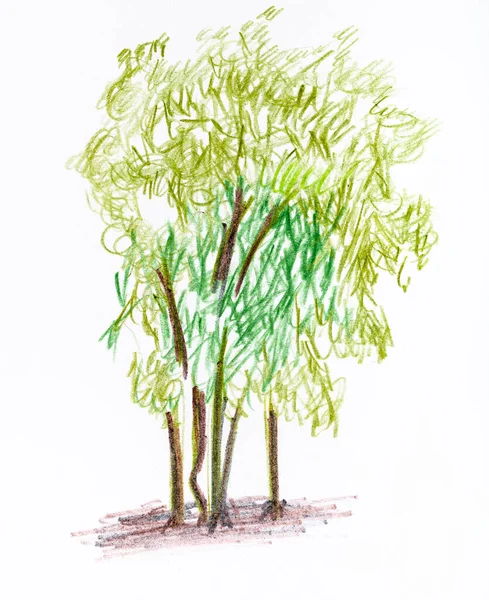 Sketch Several Trees Summer Hand Drawn Color Pencils White Paper — Stock Photo, Image