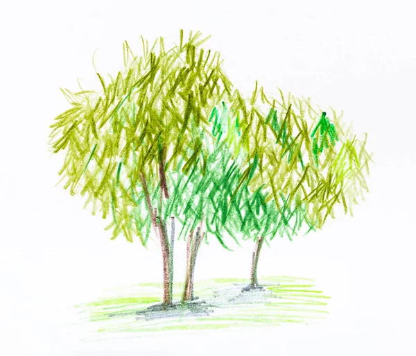 Sketch Group Trees Summer Hand Drawn Color Pencils White Paper — Stock Photo, Image