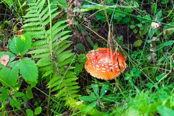View Fly Agaric Mushroom Green Meadow Forest Summer — Stock Photo, Image