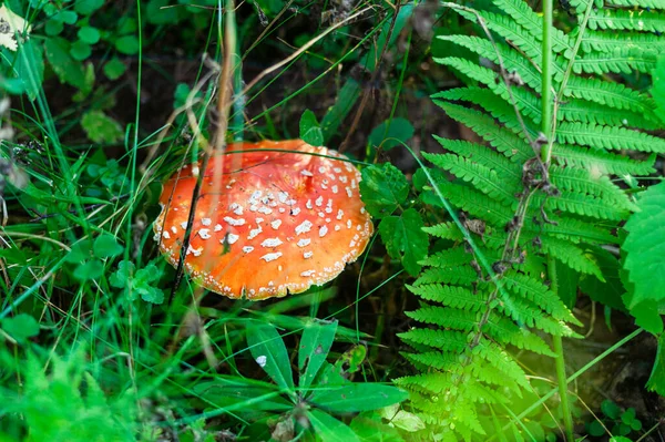 View Fly Agaric Mushroom Green Grass Forest Meadow Summer — Stock Photo, Image