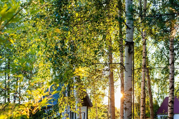 夏天的日落时分 俄罗斯村庄的白桦树树干间闪烁着阳光 — 图库照片