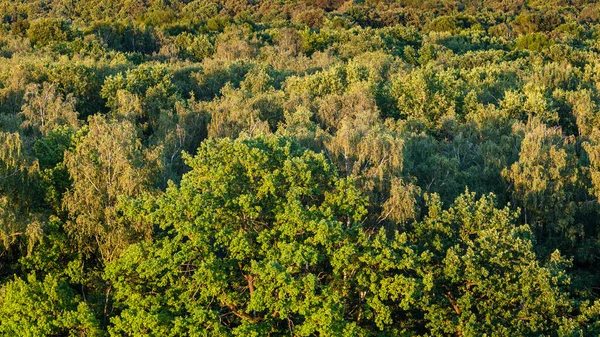 Pohled Dub Svěžím Listím Zeleném Lese Slunečného Letního Večera — Stock fotografie