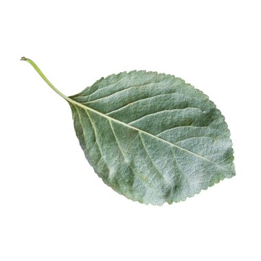 Beyaz arka planda izole edilmiş taze yeşil kiraz ağacı yaprağının arka tarafı.