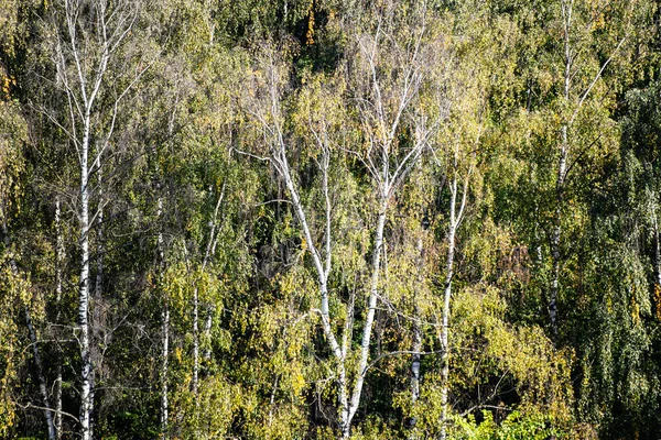 Ovan Syn Björkar Grön Tät Skog Solig Septemberdag — Stockfoto