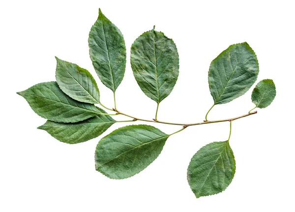 Natural Twig Cherry Tree Green Leaves Isolated White Background — Stock Photo, Image