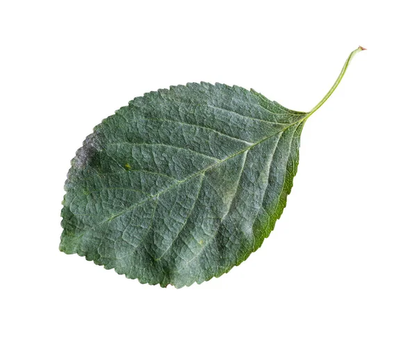 Fresh Green Leaf Cherry Tree Isolated White Background — Stock Photo, Image