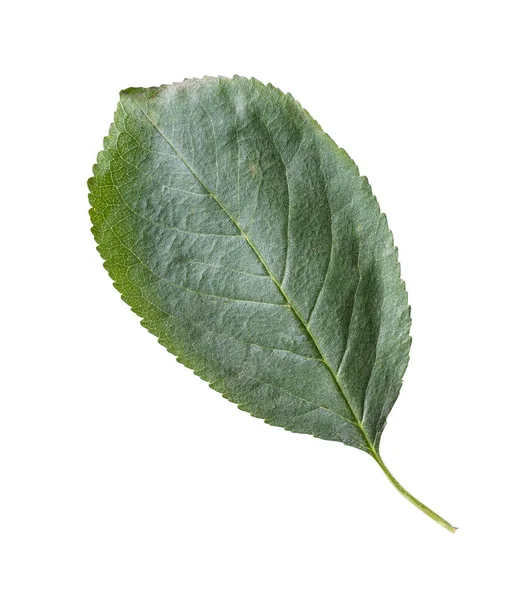 Натуральний Зелений Лист Вишні Ізольований Білому Фоні — стокове фото