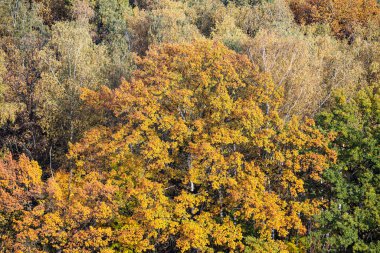 Güneşli bir sonbahar gününde ormanda yemyeşil sarı yaprakları olan büyük meşe ağacı manzarasının üstünde.