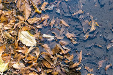 top view of rain puddle with fallen leaves and dirty bottom on sunny autumn day clipart
