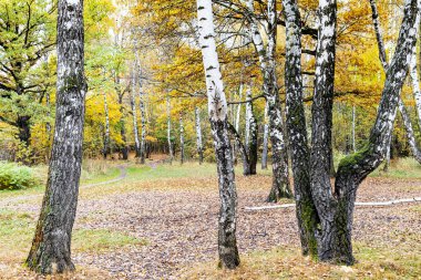 Sonbahar günü şehir parkında çayırdaki huş ağaçları