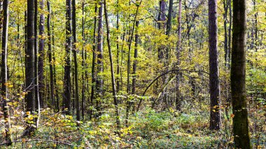 Güneşli bir sonbahar gününde aşırı gelişmiş şehir parkının panoramik görüntüsü