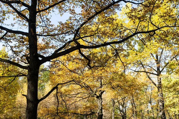 Vecchia Quercia Con Foglie Gialle Nel Parco Cittadino Nella Soleggiata — Foto Stock