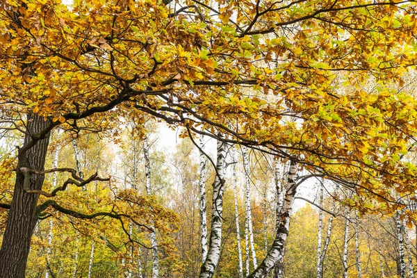 Sonbahar Günü Şehir Parkında Arka Planda Meşe Ağacı Huş Ağacının — Stok fotoğraf