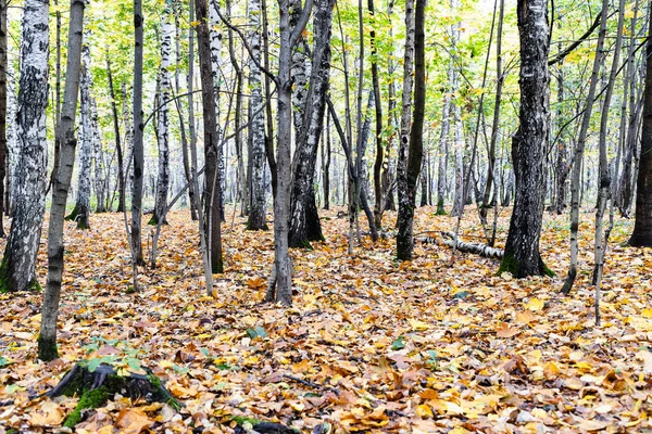 Ściółka Liściasta Pnie Drzew Parku Miejskim Jesienią — Zdjęcie stockowe