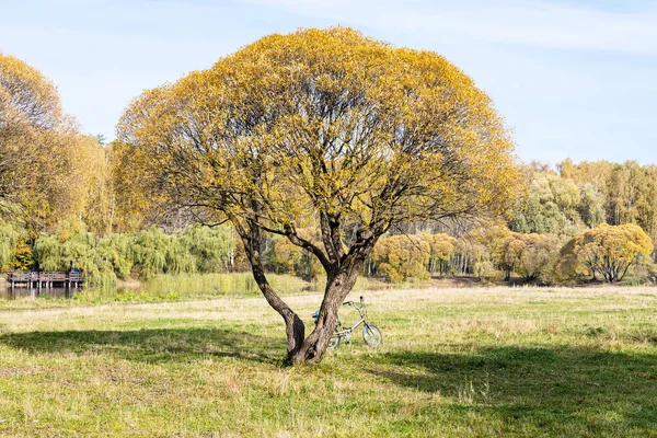 Bicycle Yellow Willow Tree Meadow Pond City Park Sunny Autumn — Stock Photo, Image