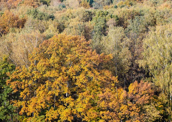 View Big Oak Tree Lush Yellow Foliage Autumn Deciduous Forest — Stock Photo, Image