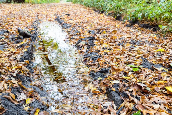 Regenpfütze Tiefer Rille Auf Schmutziger Straße Herbsttag Mit Nassem Laub — Stockfoto