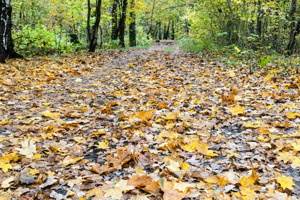 Powierzchnia Chodnika Pokryta Opadłymi Liśćmi Parku Miejskim Jesienią — Zdjęcie stockowe