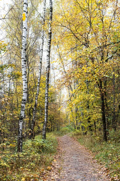 Ścieżka Między Drzewami Parku Miejskim Jesienią — Zdjęcie stockowe