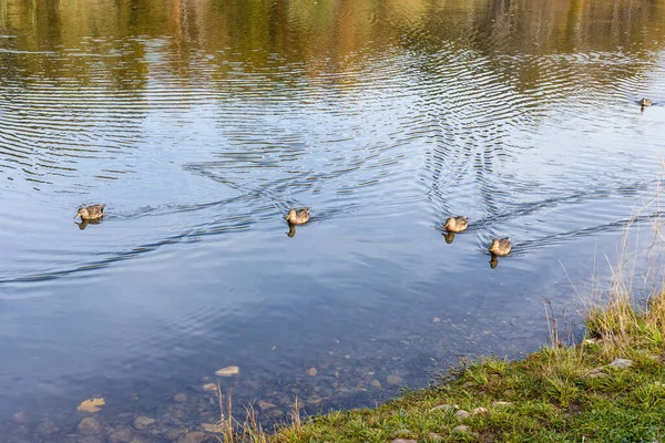 Poucos Patos Nadam Até Costa Lagoa Parque Cidade Outono — Fotografia de Stock