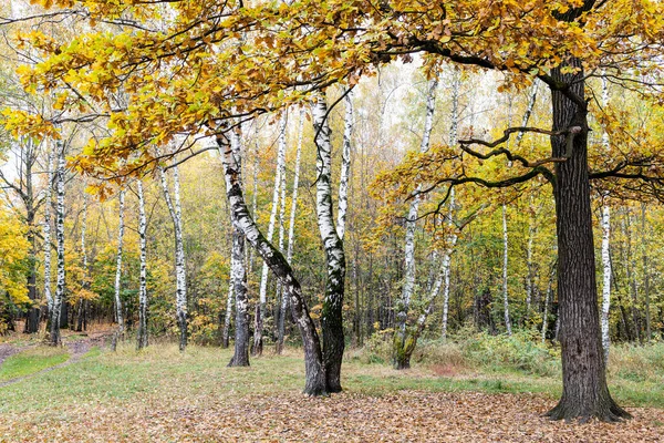 Waldlichtung Mit Eichen Und Birken Stadtpark Herbsttag Von Umgestürzten Blättern — Stockfoto