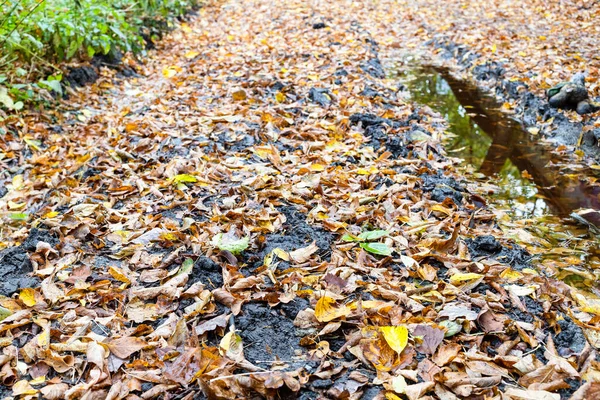 Povrch Špinavé Silnice Vyjetými Kolejemi Pokrytými Spadaným Listím Městském Parku — Stock fotografie