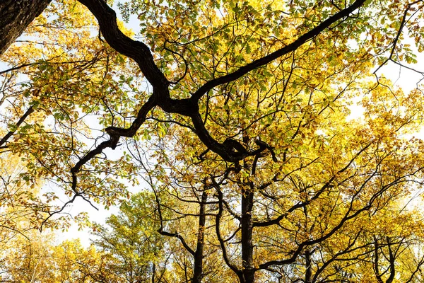 Eichenzweig Und Gelbe Eichenkronen Stadtpark Herbsttag — Stockfoto