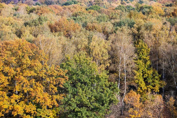 Vista Superior Árboles Coloridos Bosque Caducifolio Otoño Día Soleado — Foto de Stock