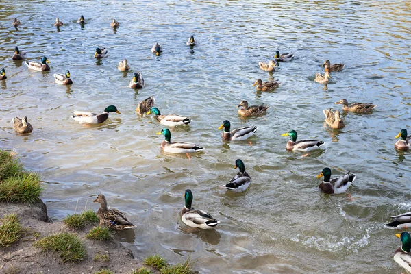 Patos Nadam Alimentam Perto Costa Lagoa Parque Cidade Dia Outono — Fotografia de Stock