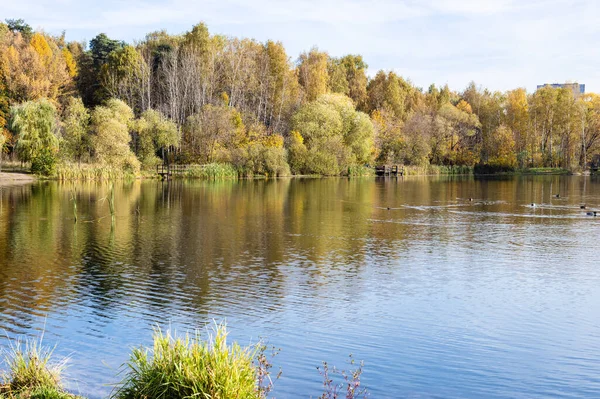 秋天的早晨 公园里的池塘 岸边有五彩缤纷的树木 — 图库照片