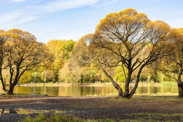 Gele Wilgenbomen Aan Oever Van Vijver Stadspark Zonnige Herfstdag — Stockfoto