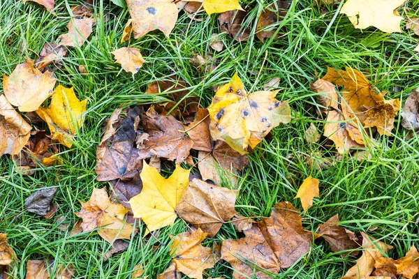 秋天的阴天 落叶落在草坪上的绿草上 — 图库照片
