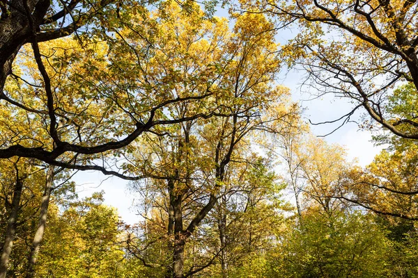 Carvalhos Galhos Com Folhas Amarelas Parque Cidade Dia Outono — Fotografia de Stock
