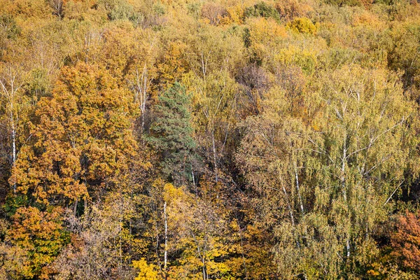 above view of lush colorful foliage of mixed forest on sunny autumn day