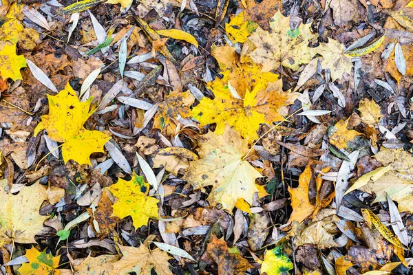 Top View Various Fallen Leaves Wet Ground City Park Autumn — Stock Photo, Image
