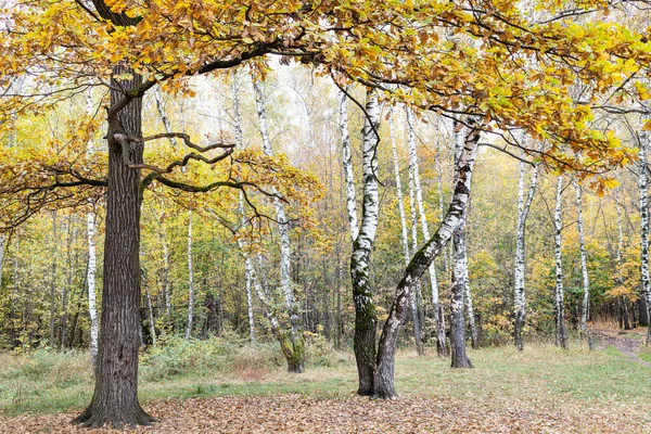 Дуб Березы Поляне Покрытые Опавшими Листьями Городском Парке Осенью — стоковое фото