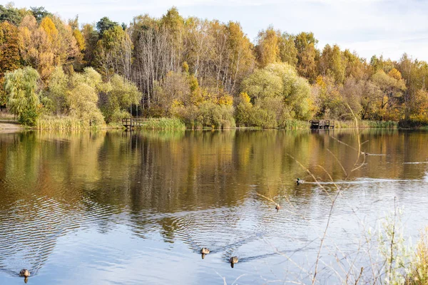 Sonbahar Sabahı Şehir Parkında Ördekli Sarı Ağaçlar Gölet — Stok fotoğraf