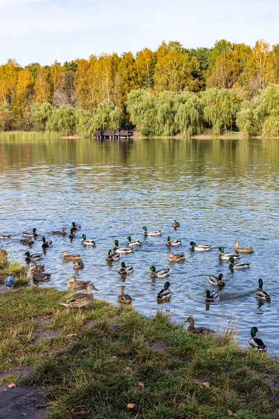 アヒルは秋の晴れた日にシティパークの池で泳いだり餌をやり — ストック写真