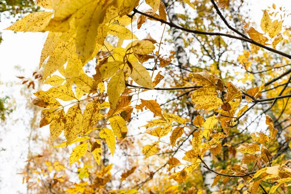 秋の日に市公園で灰の木の黄色の葉が閉じて — ストック写真