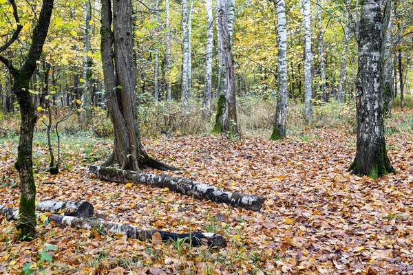 Clearing Bos Met Boomstammen Bedekt Met Gevallen Bladeren Stadspark Herfst — Stockfoto