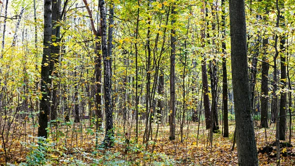 Panorámás Kilátás Fatörzsek Városi Park Napsütéses Őszi Napon — Stock Fotó