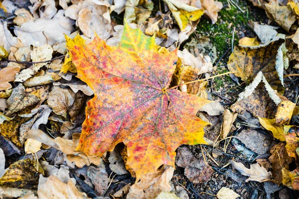 Colorful Fallen Maple Leaf Close Ground City Park Autumn Day — Stock Photo, Image