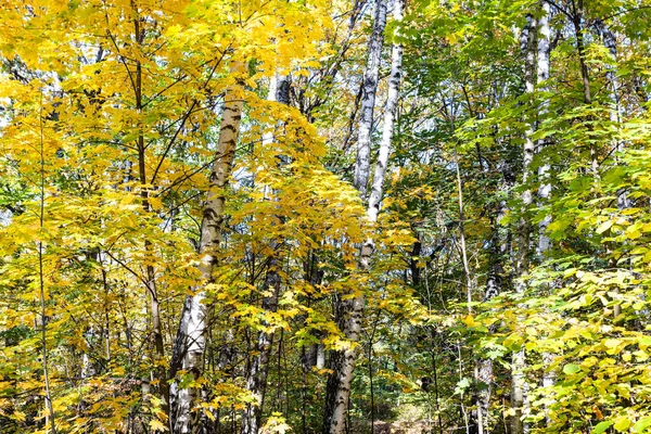 Feuilles Érable Jaunes Vertes Troncs Bouleau Blanc Dans Parc Ville — Photo