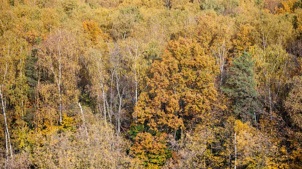 Панорамний Вид Пишний Барвистий Змішаний Ліс Сонячний Осінній День — стокове фото