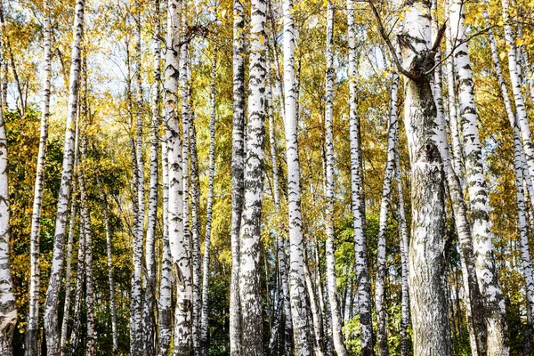 阳光明媚的秋日 公园森林里的白桦树树干 — 图库照片