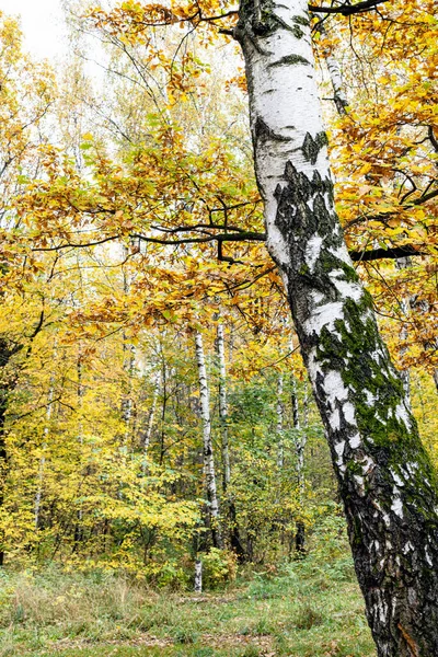 Tronco Bianco Betulla Vecchia Foresta Colorata Sul Backgroun Nel Parco — Foto Stock