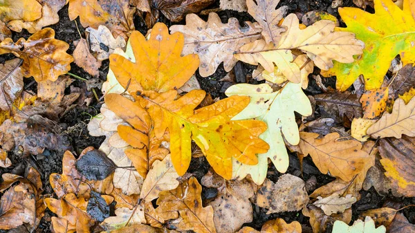 Panoramic View Yellow Fallen Oak Leaves Burnt Wood Wet Ground — Stock Photo, Image