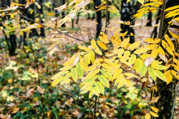 Gelbe Blätter Zweig Der Eberesche Herbsttag Stadtpark Aus Nächster Nähe — Stockfoto