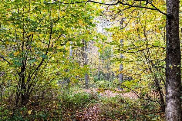 Weg Zur Lichtung Wald Zwischen Bäumen Stadtpark Herbsttag — Stockfoto