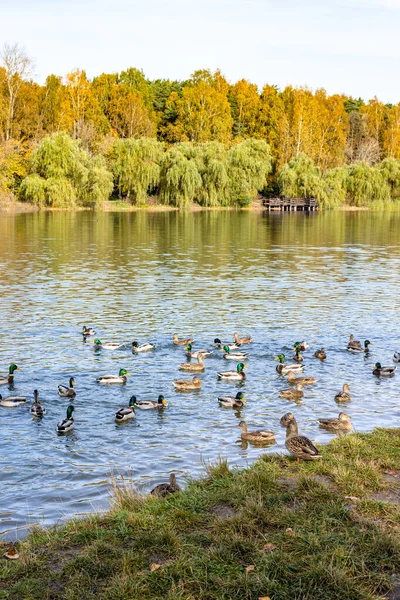 秋の晴れた日には公園の池でカモの群れが泳いでいます — ストック写真